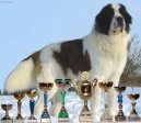 Fotky: Moskevský strážní pes (foto, obrazky)