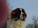 Fotky: Moskevský strážní pes (foto, obrazky)