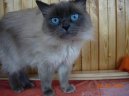 Fotky: Něvská kočka, Maškaráda (foto, obrazky)