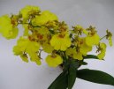 Pokojové rostliny: Orchideje > Orchideje (Orchidaceae)