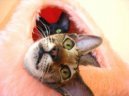 Fotky: Orientální kratkosrstá kočka (foto, obrazky)