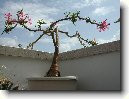 Pokojové rostliny: Zahradní stromky > Pachypodium, madagaskarská palma (Pachypodium)