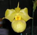 Pokojové rostliny: Orchideje > Pafiopedilum, střevičníkovec (Paphiopedilum)