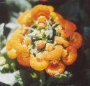 :  > Pantoflíček, kalceolárie, dmuloret (Calceolaria)
