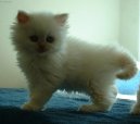 Fotky: Perská kočka (foto, obrazky)