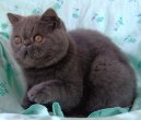 Fotky: Perská kočka (foto, obrazky)