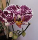 :  > Pěstování orchidejí (Orchidaceae)