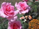 Fotky: Pěstování růží (foto, obrazky)