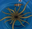 Play Pirates of saribbean sea 2 / Adventury hry on-line