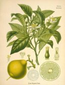 :  > Pomerančovník Sladký (Citrus aurantium)