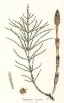:  > Přeslička Rolní (Equisetum arvense L.)