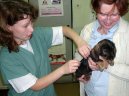 Proč očkovat psy a proti čemu
