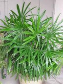 Pokojové rostliny:  > Rhapis, palmenka nízká (Rhapis)