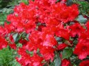 Pokojové rostliny:  > Rododendron, Azalka (Rhododendron, Azalea)
