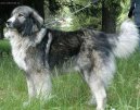 Psí plemena:  > Rumunský karpatin (Romanian Sheepdog)