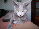 Fotky: Ruská modrá kočka (foto, obrazky)
