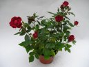 Pokojové rostliny: Růže > Růže (Rosa)