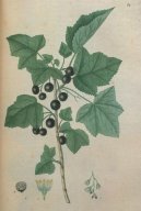 Pokojov rostliny:  > Rybz ern (Ribes nigrum L.)