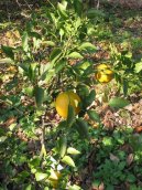 Pokojov rostliny: Rutaceae > Satsuma, mandarinka uniu (Citrus unshiu)