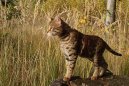 Fotky: Savanová kočka (foto, obrazky)