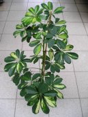 Pokojov rostliny:  > eflera (Schefflera)