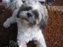 Ši-tzu 23