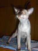 Fotky: Siamská kočka (foto, obrazky)