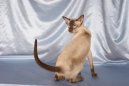 Fotky: Siamská kočka (foto, obrazky)