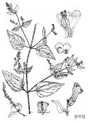 Pokojov rostliny:  > ik (Scutellaria lateriflora)