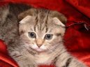Fotky: Skotská klapouchá kočka (foto, obrazky)
