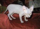 Kočky:  > Sphynx (Sfynx Cat)