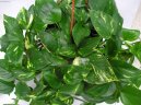 Pokojov rostliny:  > plhavnice, scindapsus, potos (Epipremnum)
