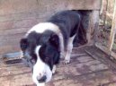 Fotky: Stedoasijsk pasteveck pes (foto, obrazky)