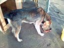 Fotky: Stedoasijsk pasteveck pes (foto, obrazky)