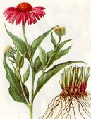 Pokojové rostliny:  > Terčovka Úzkolistá (Echinacea angustifolia)