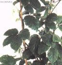 Pokojov rostliny: Vitaceae > Tetrastigma