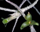 Pokojové rostliny:  > Tilandsie šedá (Tillandsia usneoides)