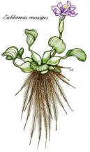 Pokojové rostliny:  > Vodní hyacint (Eichhornia crassipes)