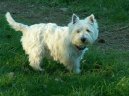 :  > Westhajlendský teriér (West Highland White Terrier)
