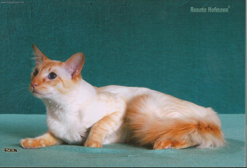 Foto: Balinéská kočka s červenými odznaky - BAL d