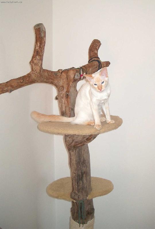 Foto: Kočičí strom s Matýskem