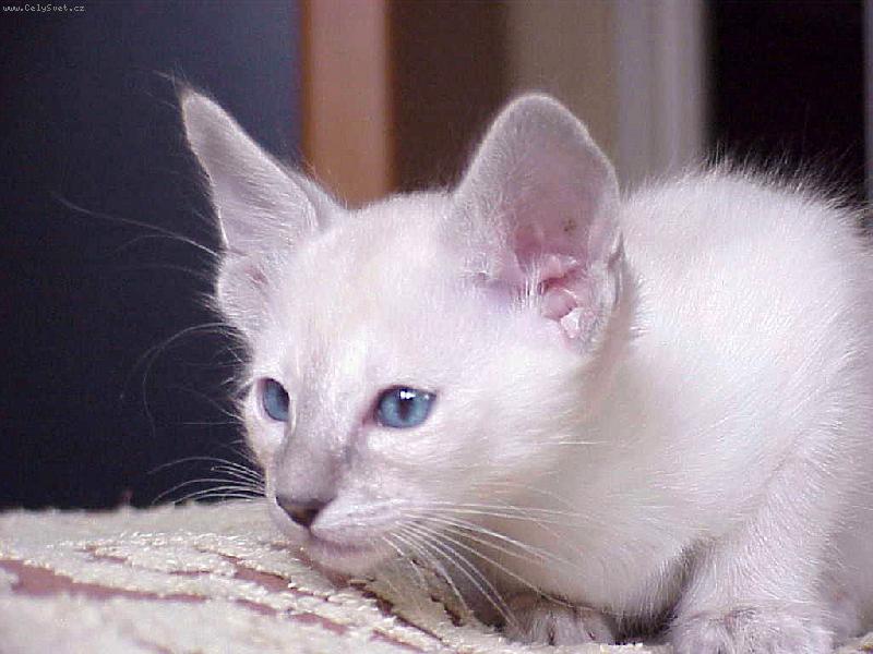 Foto: FIN*Mummmeli Danifax Heili