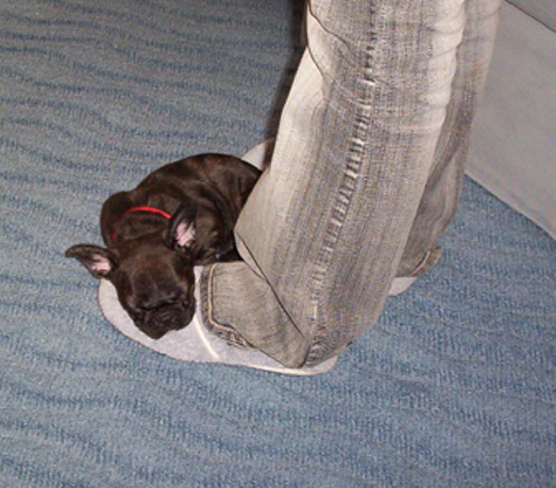 Foto: Buldo�ek Roz�rka - 19.3.2006-Buldo�ek Roz�rka - 19.3.2006