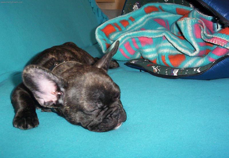 Foto: Buldo�ek Roz�rka - 2,5 m�s�ce-Budlo�ek Roz�rka - 2,5 m�s�ce