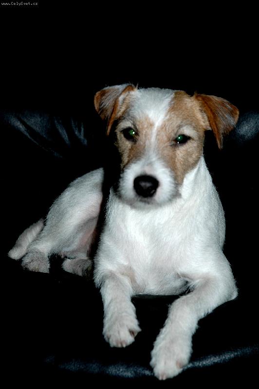 Foto: Chovatelsk� stanice \" QUOD BONUM \"