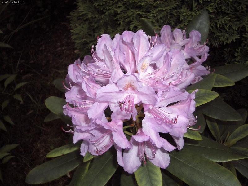 Foto: rododendron-Pnouci rododendron