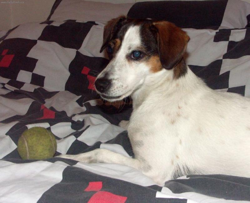 Foto: Pohoda-Do postele norm�ln� nesm�m, ale kdy� se nikdo ned�v�, d�vod si najdu. Ten tenis�k mi tam fakt spadl s�m!!!