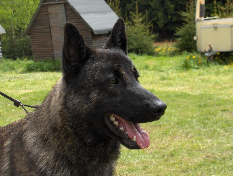 Foto: holandsk� ov��k-Harry Potter Qalt Mercator