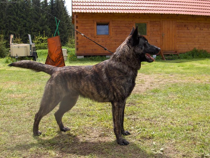 Foto: holandsk� ov��k-Harry Potter Qalt Mercator