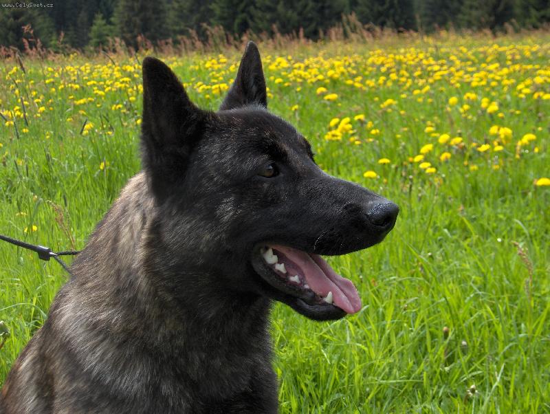 Foto: holandsk� ov��k-Harry Potter Qalt Mercator